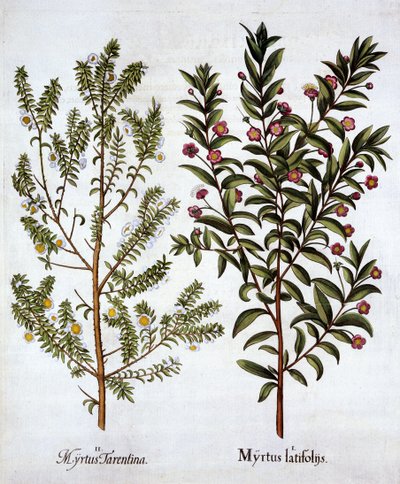 Myrtle Varieties, from Hortus Eystettensis by German School